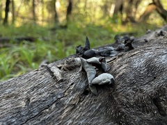 Auricularia angiospermarum