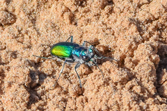 Cicindela scutellaris