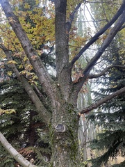Abies nordmanniana