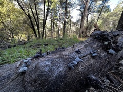 Auricularia angiospermarum