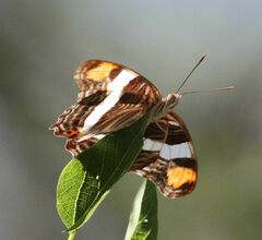 Adelpha fessonia