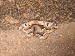 Arsenurinae