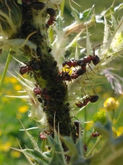 Formica rufa