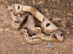 Arsenurinae