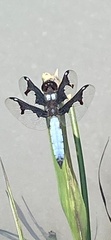 Palpopleura portia