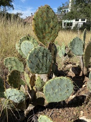 Opuntia lindheimeri
