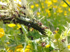 Formica rufa