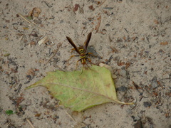 Poecilopompilus interruptus