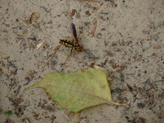 Poecilopompilus interruptus