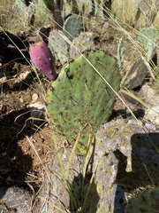 Opuntia lindheimeri