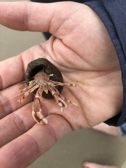 Pagurus bernhardus