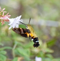 Macroglossum bombylans