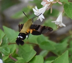 Macroglossum bombylans