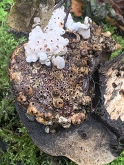 Agathomyia wankowiczii