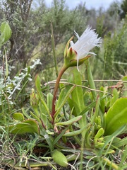Skiatophytum