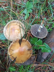 Protostropharia semiglobata