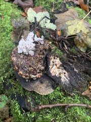 Agathomyia wankowiczii