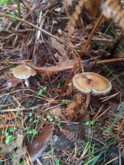 Protostropharia semiglobata