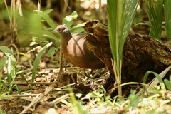 Crypturellus obsoletus