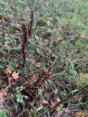 Orobanche hederae