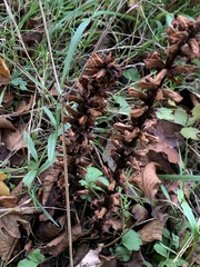Orobanche hederae