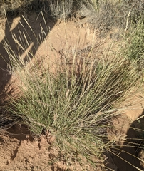 Hilaria rigida