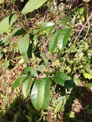 Anodendron benthamianum