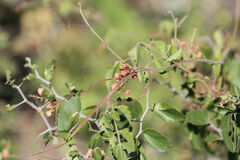 Serjania brachycarpa