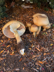 Agaricus nanaugustus