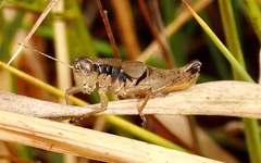 Melanoplus scudderi
