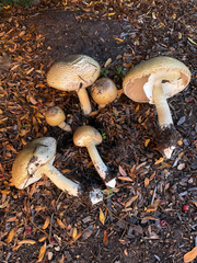 Agaricus nanaugustus