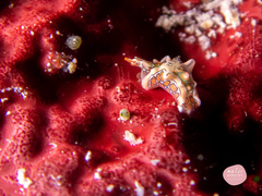 Sagaminopteron psychedelicum