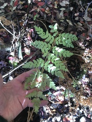 Dryopteris cristata