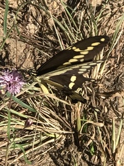 Heraclides cresphontes