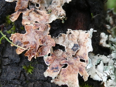 Erythricium aurantiacum