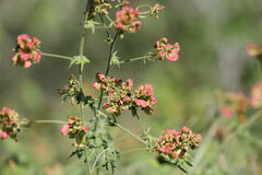 Serjania brachycarpa