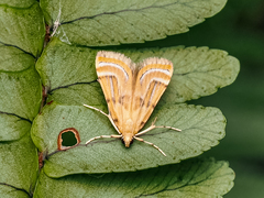 Eoophyla