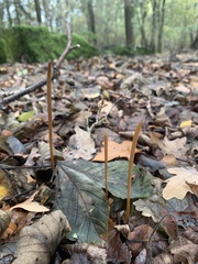 Macrotyphula fistulosa