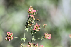 Serjania brachycarpa