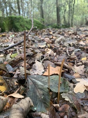 Macrotyphula fistulosa