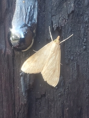 Pyraustini