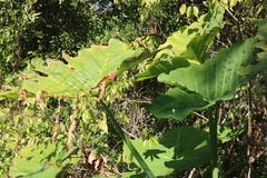 Xanthosoma robustum