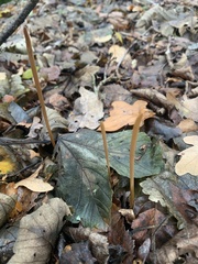 Macrotyphula fistulosa