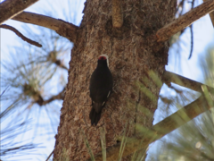 Dryobates albolarvatus