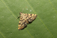Apogeshna stenialis