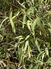 Phyllostachys aurea