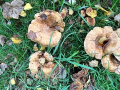 Fungi