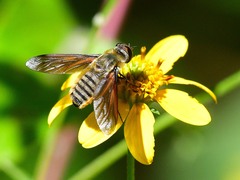 Poecilanthrax lucifer