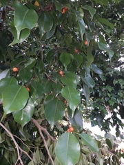 Ficus benjamina