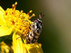 Copestylum marginatum